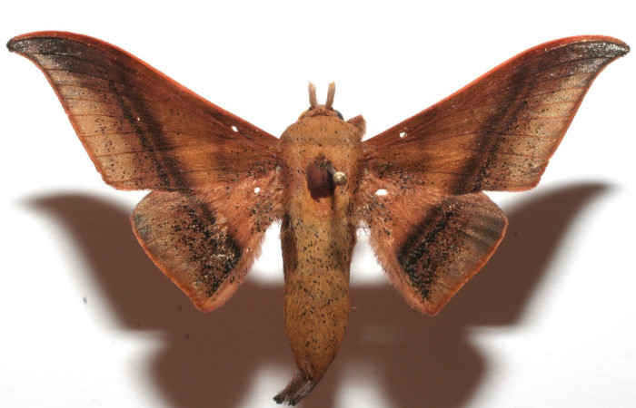 Figura 10. Adulto de <i>Cicinnus</i> Janzen71 (Mimallonidae), vista dorsal. Voucher 07-SRNP-109485-DHJ619449.jpg.