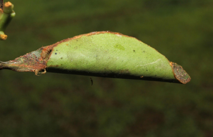 Figura 6. Casa de <i>Cicinnus</i> Janzen71 (Mimallonidae), último estadio. Voucher 17-SRNP-72646-DHJ741004.jpg.