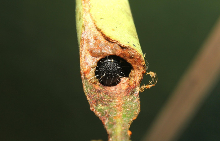 Figura 7. Casa de <i>Cicinnus</i> Janzen71 (Mimallonidae), posición frontal, último estadio. Voucher17-SRNP-72646-DHJ741006.jpg.