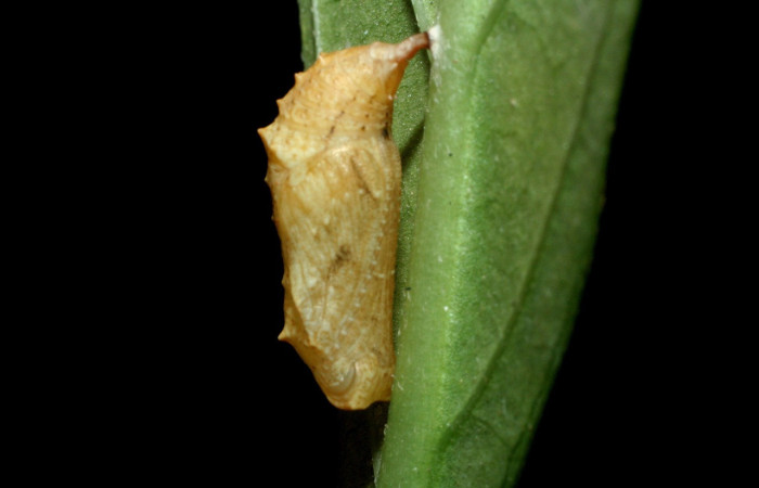 Figura 15. Pupa de <i>Anthanassa tulcis</i> (Nymphalidae), vista lateral, localidad, Vado Esteron, Sector Horizontes, ACG (95m) Voucher: 09-SRNP-15100-DHJ463780.jpg.