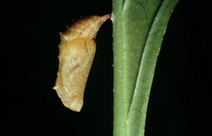 Figura 16. Pupa de <i>Anthanassa tulcis</i> (Nymphalidae), vista lateral, localidad, Vado Esteron, Sector Horizontes, ACG (95m) Voucher: 09-SRNP-15100-DHJ463782.jpg.