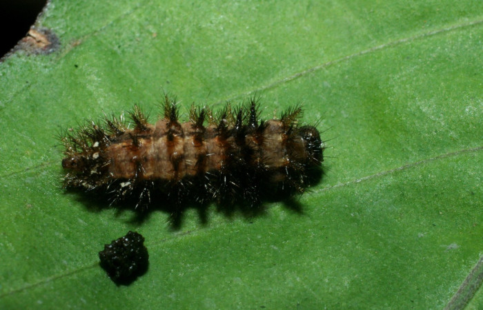 Figura 6. Prepupa de <i>Anthanassa frisia</i> (Nymphalidae), en estado de prepupa, mostrando parte dorsal, ocalidad Vado Esteron, Sector Horizonte ACG (95m). Voucher: 09-SRNP-15108-DHJ463784.jpg.
