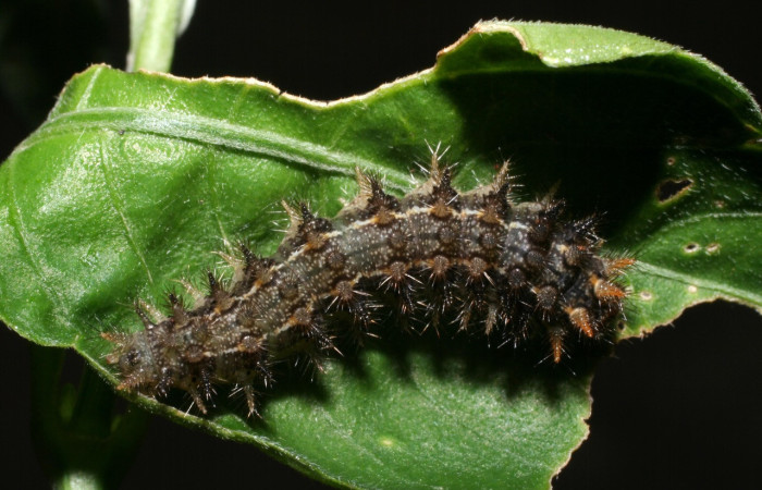 Figura 14. Larva <i>Anthanassa tulcis</i> (Nymphalidae), en último estadío (U), vista dorsal, localidad Camino Pozo Tres Sector Mundo Nuevo ACG (773m). Voucher: 09-SRNP-57040-DHJ460496.jpg.