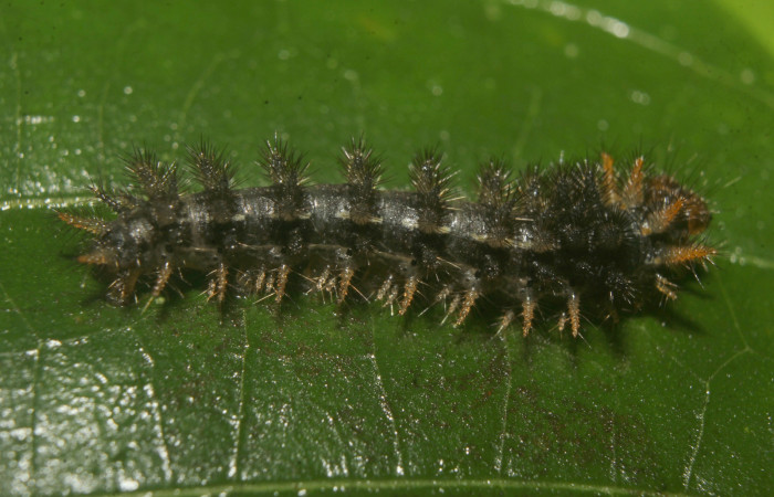 Figura 4. Larva <i>Anthanassa frisia</i> (Nymphalidae), en último estadío (U), vista lateral, localidad Medrano Estación Biológica Quica Sector Pitilla ACG (440m). Voucher: 23-SRNP-71494-DHJ782568.jpg.