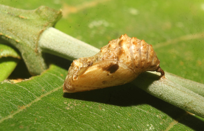 Figura 7. Pupa de <i>Anthanassa frisia</i> (Nymphalidae), vista lateral, localidad Medrano Estación Biológica Quica Sector Pitilla ACG (440m) Voucher: 23-SRNP-71494-DHJ782574.jpg.