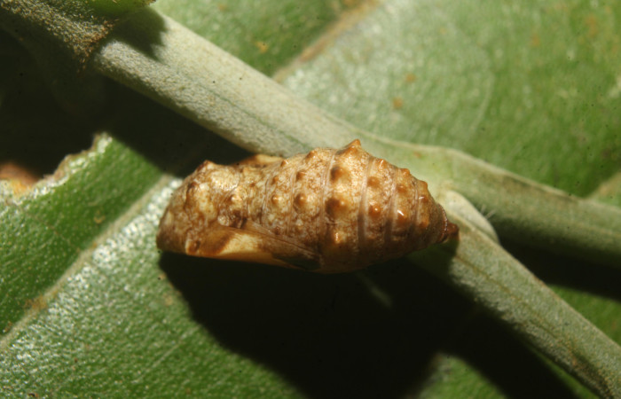 Figura 8. Pupa de <i>Anthanassa frisia</i> (Nymphalidae), vista dorsal, localidad Medrano Estación Biológica Quica Sector Pitilla ACG (440m). Voucher: 23-SRNP-71494-DHJ782575.jpg.