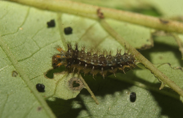 Figura 2. Larva <i>Anthanassa frisia</i> (Nymphalidae), en tercer estadío (PPU) vista lateral, localidad Medrano Estación Biológica Quica, Sector Pitilla ACG (380m). Voucher: 23-SRNP-71636-DHJ782712.jpg.