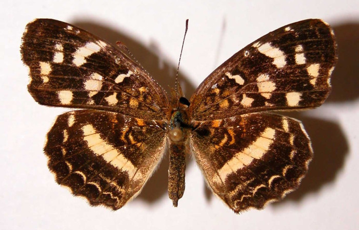 Figura 9. Adulto de <i>Anthanassa frisia</i> (Nymphalidae),  macho vista dorsal, localidad Quebrada Vaca Blanca, Sector Santa Rosa ACG (280m). Voucher 94-SRNP-9965.31-DHJ34038.jpg.