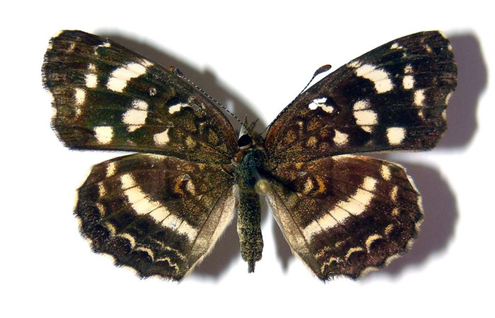 Figura 1. Adulto <i>Anthanassa frisia</i> (Nymphalidae), mostrando vista dorsal, localidad Quebrada Vaca Blanca, Sector Santa Rosa ACG (280m) Voucher: 94-SRNP-9965.34-DHJ98702.jpg.