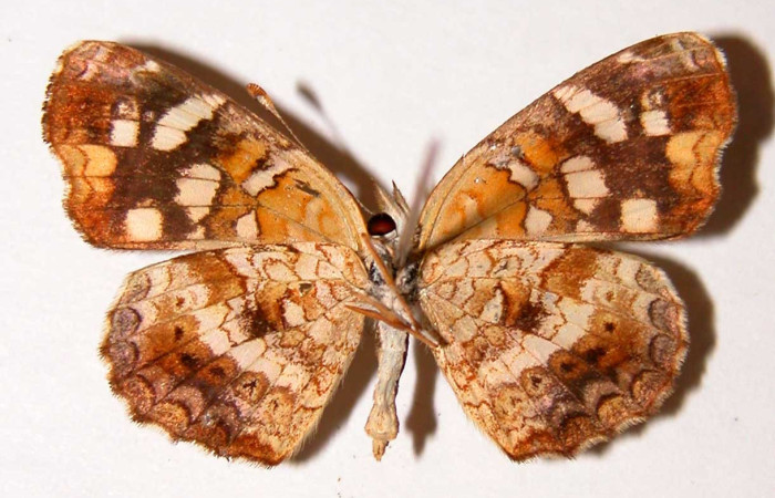 Figura 12. Adulto de <i>Anthanassa frisia</i> (Nymphalidae),  hembra vista ventral, localidad Quebrada Vaca Blanca, Sector Santa Rosa ACG (280m). Voucher 94-SRNP-9965.39-DHJ34041.jpg.