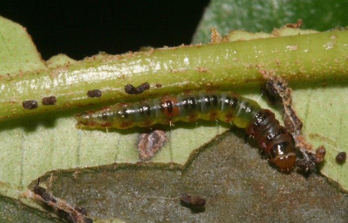 Figura 1. Larva <i>Rectiostoma annemayae</i> (Depressariidae), color verde, posición dorsal, mide 13 mm  aproximadamente. Planta hospedera <i>Blakea scarlatina</i> (Melastomataceae). Voucher: 11-SRNP-44509-  DHJ488986.jpg.
