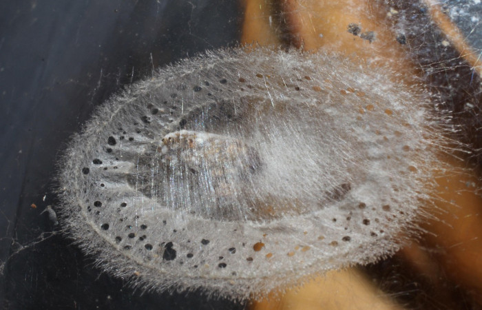 Figura 14. Restos de pupario <i>Phytomyptera</i> Janzen03 (Tachininae), color gris, posición lateral, larva <i>Rectiostoma annemayae</i>. (Depressariidae). Voucher: 10-SRNP-71402-DHJ498365.jpg.  