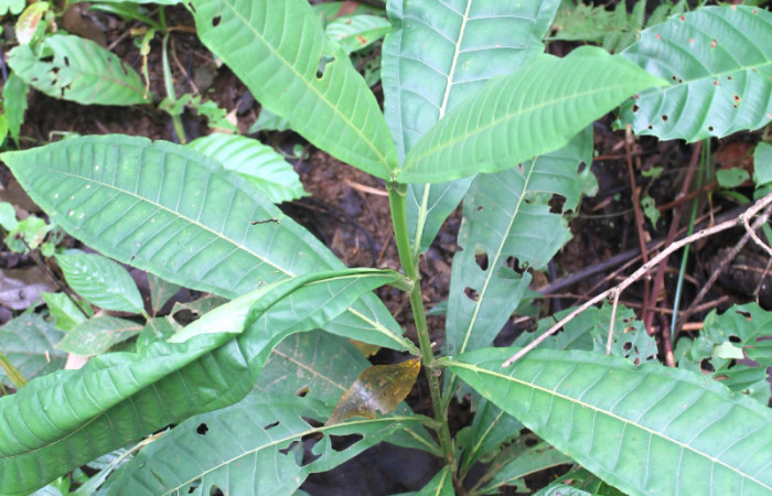 Figura 16. <i>Miconia trinervia</i> (Melastomataceae), planta hospedera de larva de mariposa porte enfocada el arbusto <i>Rectiostoma annemayae</i> (Depressariidae).