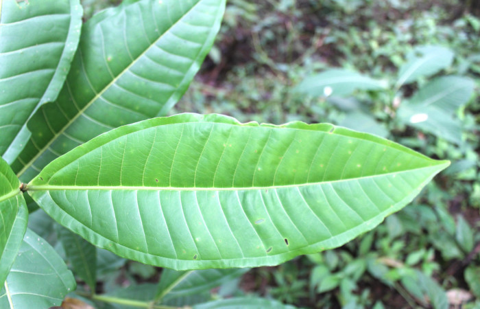 Figura 18. <i>Miconia trinervia</i> (Melastomataceae), planta hospedera de larva de mariposa porte enfocada el haz <i>Rectiostoma annemayae</i> (Depressariidae).