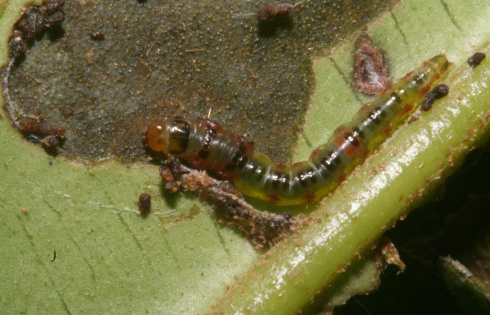 Figura 2. Larva <i>Rectiostoma annemayae</i> (Depressariidae), color verde, posición dorsal, mide 13 mm  aproximadamente. Planta hospedera <i>Blakea scarlatina</i> (Melastomataceae). Voucher: 11-SRNP-44509-  DHJ488987.jpg.