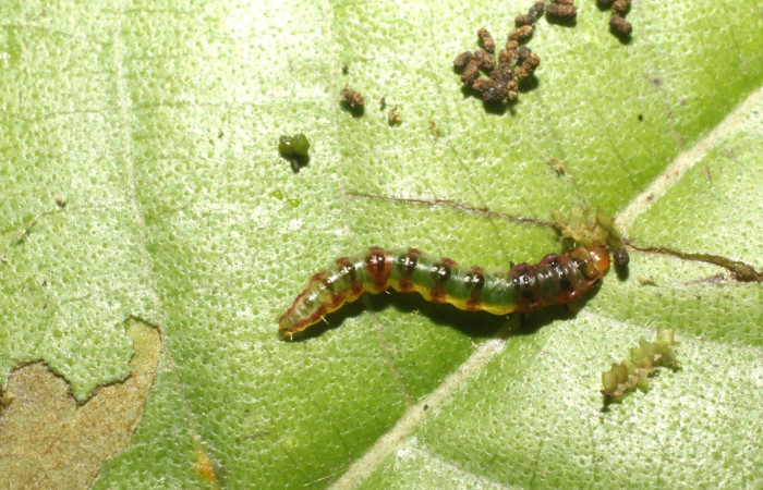Figura 3. Larva <i>Rectiostoma annemayae</i> (Depressariidae), color verde, posición dorsal, mide 7 mm  aproximadamente. Planta hospedera <i>Miconia trinervia</i> (Melastomataceae). Voucher: 14-SRNP-42677-  DHJ803158.jpg.
