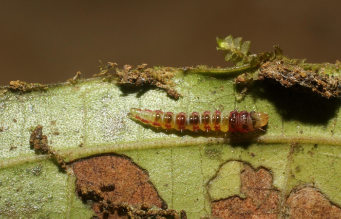 Imagen de sentro. Larva <i>Rectiostoma annemayae</i> (Depressariidae), color verde, posición lateral, mide 7 mm  aproximadamente. Planta hospedera <i>Miconia trinervia</i> (Melastomataceae). Voucher: 14-SRNP-42677-  DHJ803159.jpg.  Figura 4. Larva <i>Rectiostoma annemayae</i> (Depressariidae), color verde, posición dorsal, mide 7 mm aproximadamente.  Planta hospedera <i>Miconia trinervia</i> (Melastomataceae). Voucher: 14-SRNP-42678-DHJ803160.jpg.