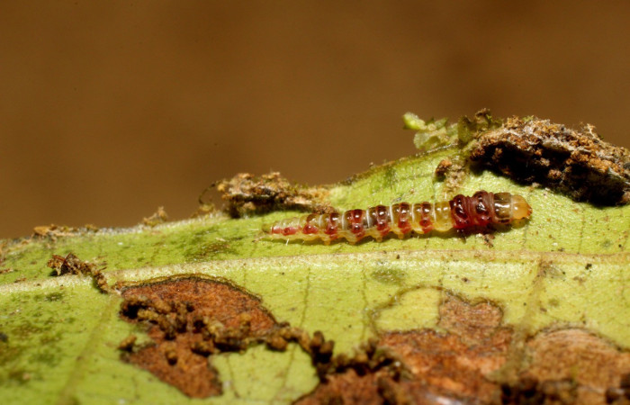 Figura 5. Larva <i>Rectiostoma annemayae</i> (Depressariidae), color verde, posición lateral, mide 7 mm  aproximadamente. Planta hospedera <i>Miconia trinervia</i> (Melastomataceae). Voucher: 14-SRNP-42678-  DHJ803161.jpg.