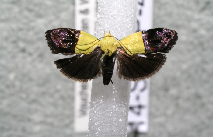 Figura 7. Adulto <i>Rectiostoma annemayae</i> (Depressariidae) posición dorsal. Voucher: 14-SRNP-4423-DHJ915225.