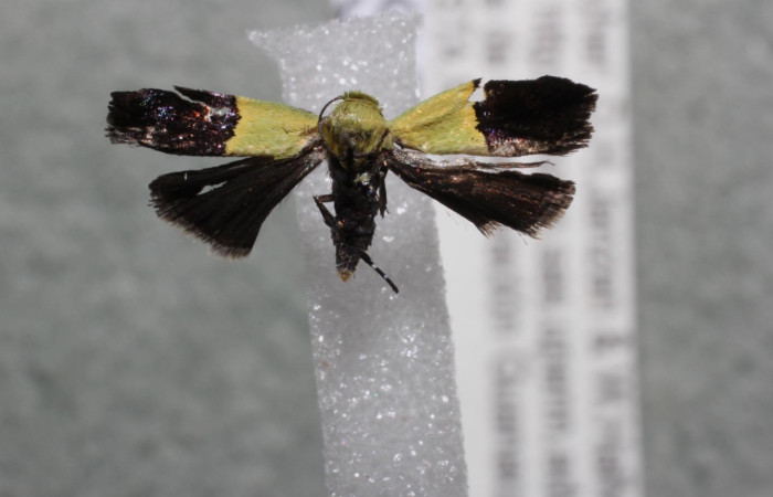 Figura 8. Adulto <i>Rectiostoma annemayae</i> (Depressariidae) posición ventral. Voucher: 13-SRNP-42662- DHJ582306.