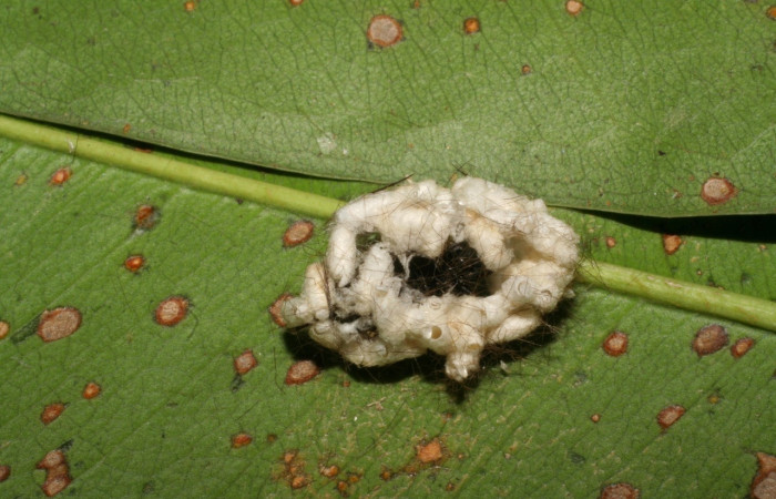 Fig 10. Capullos en prepupa de larva <i>Euchaetes antica</i>, parasitada por <i>Cotesia</i> Whitfield23 de la familia Braconidae. Voucher 04-SRNP-12425-DHJ401456.jpg