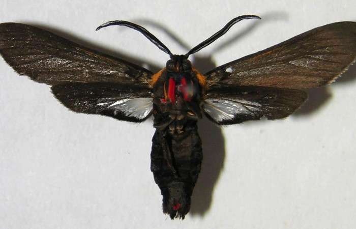 Fig 2. Adulto <i>Euchaetes antica</i>, vista ventral (macho), mide 30 mm en alas abiertas.  Voucher 06-SRNP-16646-DHJ371871