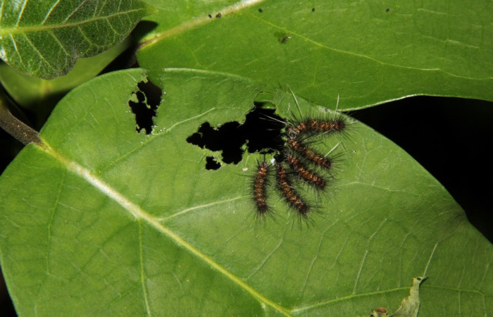 Fig 5. Pequeño grupo de larvas <i>Euchaetes antica</i>, familia de planta hospedera. Asclepiadaceae. Voucher 15-SRNP-10216-DHJ805014.jpg