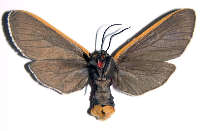 Fig 4. Adulto <i>Euchaetes antica</i>, vista ventral (hembra), mide 43 mm en alas abiertas. Voucher 89-SRNP-302-DHJ93793