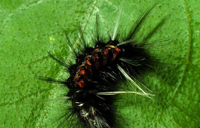 Fig 7. Larva <i>Euchaetes antica</i>, vista dorsal entero en ultimo estadio, Sector Santa Rosa. Voucher 96-SRNP-6941-DHJ27969.jpg