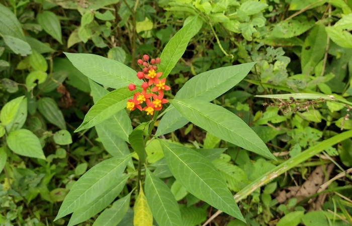  Fig 12. Planta que sirve de alimenta a larva. <i>Euchaetes antica</i>, y atrae  otras especie de mariposas .Foto Cirilo Umaña Dominguez, Estación Biológica Llanura, 10/12/2023.