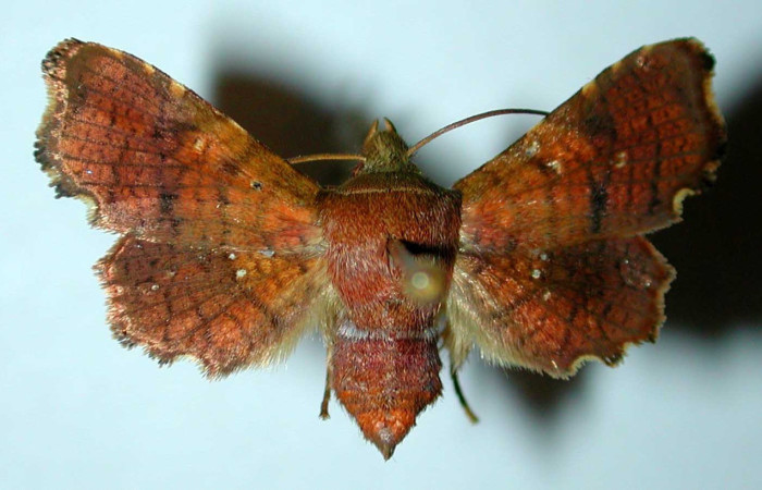 Fig. 11. Vista dorsal de <i>Dysodia spissicornis</i>, (Thyrididae). Voucher: 00-SRNP-1158-DHJ38944.jpeg