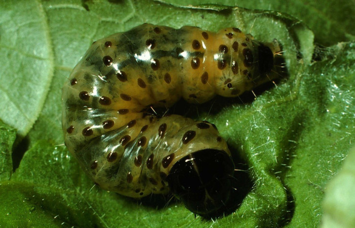 Fig. 6. Vista de larva <i>Dysodia</i> Janzen03, en último estadio. Voucher: 01-SRNP-5445-DHJ63393.jpeg