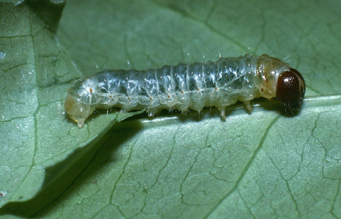 Fig. 7. Vista lateral de larva <i>Dysodia spissicornis</i>. Voucher: 04-SRNP-20190-DHJ82038.jpeg.