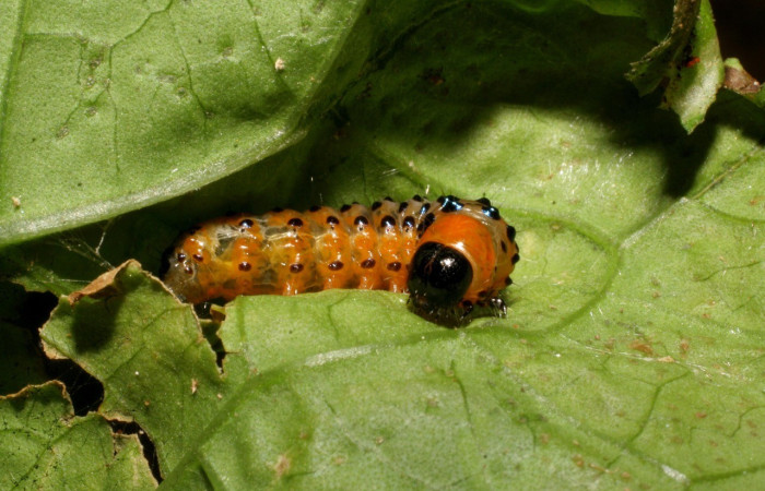 Fig. 8. Vista de la cabeza y lateral de <i>Dysodia oculatana</i>, donde se nota su bello color. Voucher: 06-SRNP-44782-DHJ420947.jpeg