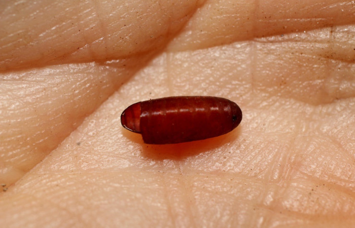 Fig. 5. Vista de pupario eclosionado de (Tachinidae) (mosca), parásito en larva <i>Dysodia sica</i> . Voucher: 10-SRNP-56261-DHJ498271.jpeg