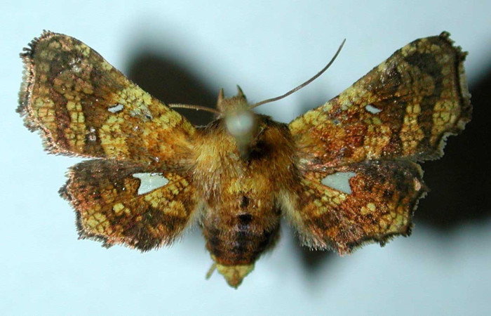 Fig. 13. Vista dorsal de <i>Dysodia</i> oculatanaDHJ03, (Thyrididae). Voucher: 82-SRNP-465.1-DHJ38886