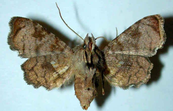 Fig. 10 Vista ventral de <i>Dysodia sica</i>, (Thyrididae). Voucher: 82-SRNP-477-DHJ38949.jpeg