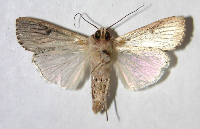  Adulto en posición Ventral de <i>Spodoptera eridania</i> (Noctuidae). Buenos Aires, Finca Tomate. Voucher 07-SRNP-84-DHJ366383.