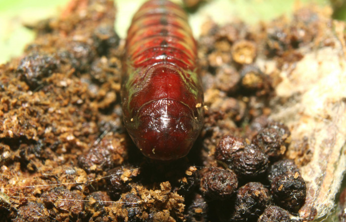 Figura 7. Pupa de  <i>Chloropaschia pegalis</i> (Pyralidae) posición frontal. Voucher 17-SRNP-72738-DHJ741154.jpg