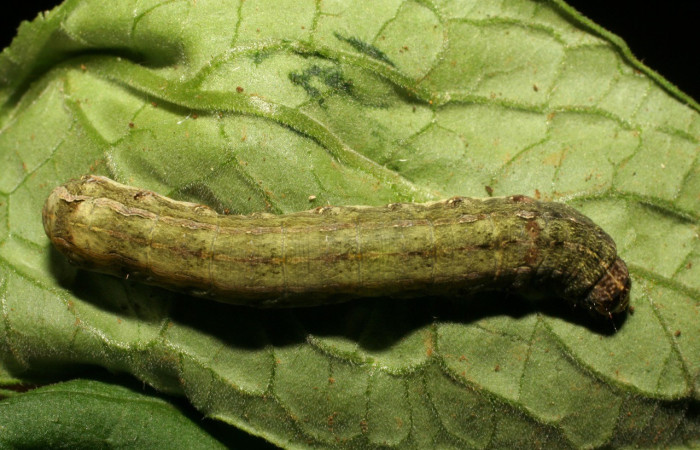  Larva en posición dorsal de <i>Spodoptera eridania</i> (Noctuidae), U estadio. Buenos Aires, Finca Tomate. Voucher 07-SRNP-83-DHJ418213.jpg.