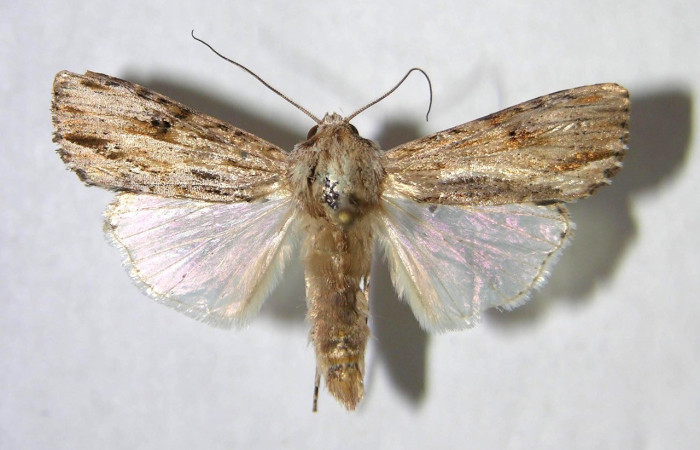 Figura 10. Adulto en posición dorsal de <i>Spodoptera eridania</i> (Noctuidae). Buenos Aires, Finca Tomate. Voucher 07-SRNP-84-DHJ366382. Adulto en posición dorsal de Spodoptera eridania (Noctuidae). Buenos Aires, Finca Tomate. Voucher 07-SRNP-84-DHJ366382.
