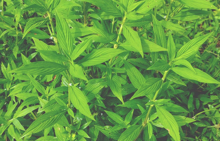  <i>Spermacoce ocymifolia</i> (Rubiaceae), planta hospedera de <i>Spodoptera eridania</i> (Noctuidae). Sector San Cristóbal, Sendero Huerta. Foto, Elda Araya, 10 Octubre 2023.
