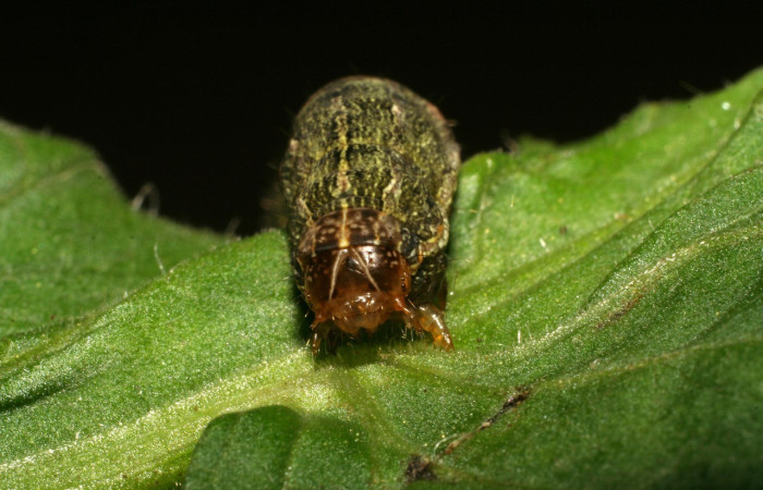  Cabeza en posición frontal de <i>Spodoptera eridania</i> (Noctuidae), U estadio. Buenos Aires, Finca Tomate. Voucher 07-SRNP-83-DHJ418204.jpg.