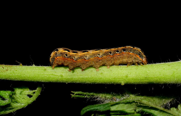  Larva en posición dorsal de <i>Spodoptera latifascia</i> (Noctuidae), PPU estadio. Buenos Aires, Finca Tomate. Voucher 07-SRNP-80-DHJ419234.jpg.