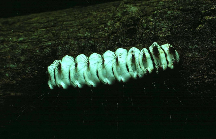 Fig. 11 Larva <i>Megalopyge lanata</i>, (Megalopygidae), (estadío U), mostrando la posición dorsal entero, se alimenta <i>Byrsonima crassifolia</i>, familia (Malpighiaceae). Voucher: 80-SRNP-380-DHJ1610.jpg.