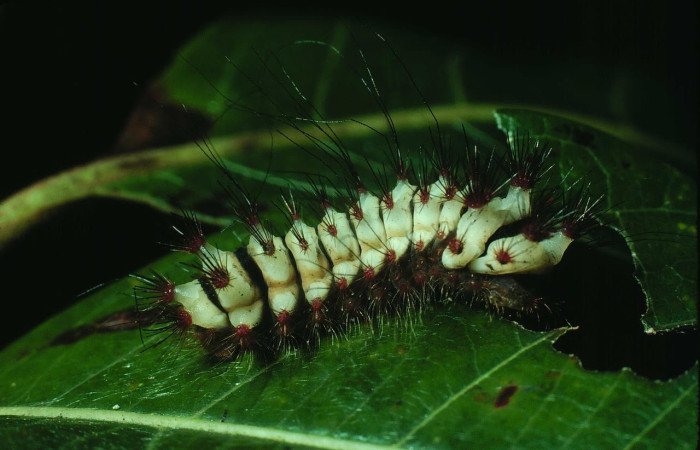 Fig. 12 Larva <i>Megalopyge lanata</i>, (Megalopygidae), (estadío U), mostrando la posición lateral entero, se alimenta <i>Byrsonima crassifolia</i>, familia (Malpighiaceae). Voucher: 82-SRNP-603-DHJ4468.jpg.