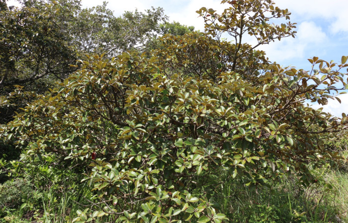 Fig. 16 Planta <i>Byrsonima crassifolia</i> (Malpighiaceae), hospedera de la larva <i>Megalopyge lanata</i>, (Megalopygidae), Sector Santa María, Calzón Roto. Foto Elieth Cantillano 09 Octubre 2021.
