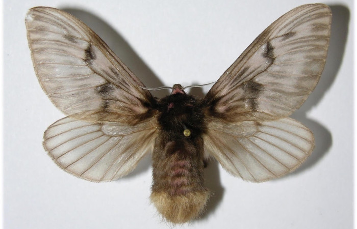 Fig.1 Adulto <i>Megalopyge lanata</i>, Megalopygidae, macho, mostrando la parte  dorsal. Sector Santa Elena, Porton Perros, elevación 340metros. Voucher: 85-SRNP-650-DHJ335750.