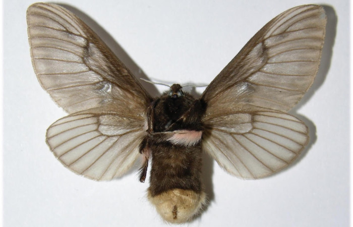Fig.2 Adulto <i>Megalopyge lanata</i>, Megalopygidae, macho, mostrando la parte  ventral. Sector Santa Elena, Porton Perros, elevación 340metros. Voucher: 85-SRNP-650-DHJ335751.