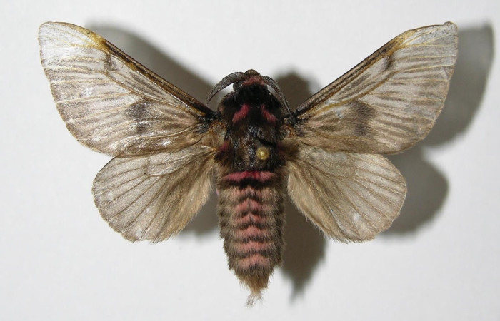 Fig.3 Adulto <i>Megalopyge lanata</i>, Megalopygidae, hembra, mostrando la parte  dorsal. Sector Santa Rosa, Laguna el Limbo, elevación 2metros. Voucher: 00-SRNP-15197.1-DHJ335758.